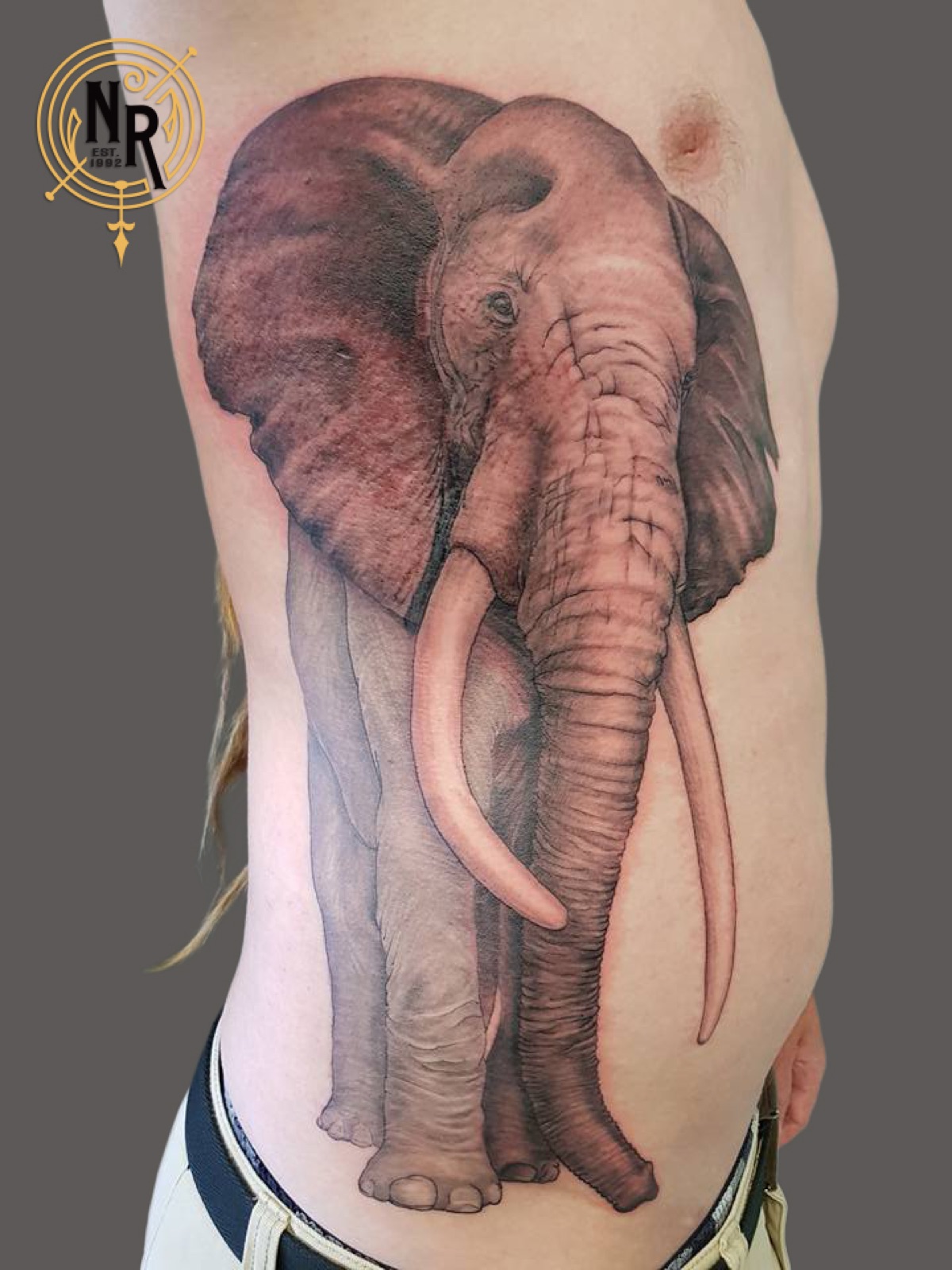 Elephant Study